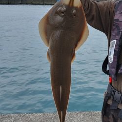 ヒラメ釣り、何じゃこれは!?